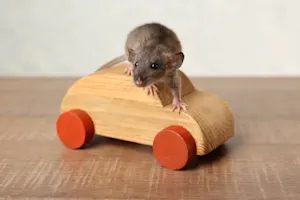 What car is the perfect size for mice? image
