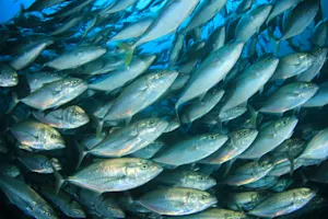 What country has the most fish? image