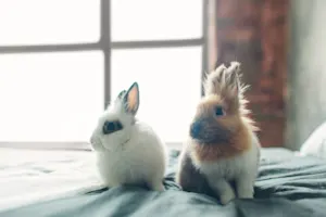 What did one bunny say about the other bunny's new updo? image