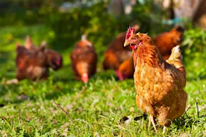 What did Snow White™️ call her chicken? image