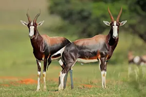 What did the antelope husband call his wife? image