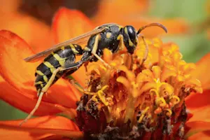 What did the wasp do when he got hot? image