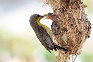 What did the bird's mom say when he talked just like his dad? image