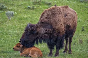 What did the buffalo say when he dropped his son off at school? image