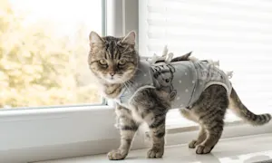 What did the cats name their clothing brand? image