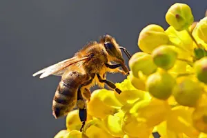 What did the confused bee say? image