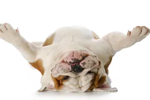 What did the dog say when he sat on sandpaper? image