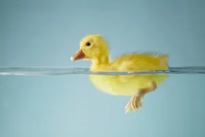 What did the duck say as he was buying chapstick? image