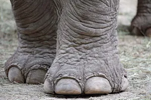 What did the elephant do when he hurt his toe? image