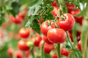 What did the father tomato say to the baby tomato while on a family walk? image