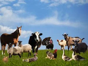 What did the goat, cow, duck, and pig all call each other? image