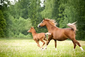 What did the horse say when her children were misbehaving? image