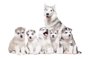 What did the Husky mom say to her puppies at dinner? image