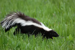 What did the judge say when a skunk walked into the courtroom? image