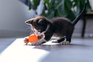 What did the kitten say when it lost its favorite toy? image