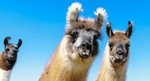 What did the llama say it would bring for the field trip? image