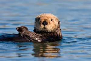 What did the momma sea otter say to her ornery children? image