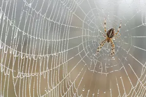 What did the mommy spider say to her baby? image