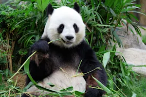 What did the panda give his dad on Father's Day? image