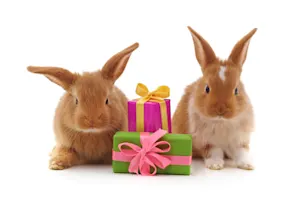 What did the rabbit want for his birthday? image