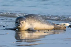 What did the seal say when he saw his friend jump in the ocean? image
