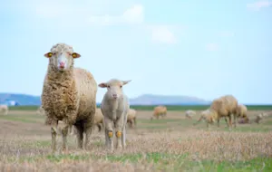 What did the sheep receive as a gift for Mother's Day? image
