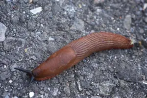 What did the slug say as he slipped down the wall? image