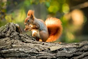 What did the squirrel bring to the Thanksgiving potluck? image