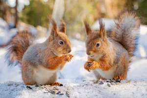 What did the squirrels say to each other on Valentine's Day? image