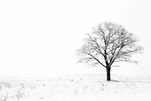 What did the tree say after the long frigid winter? image