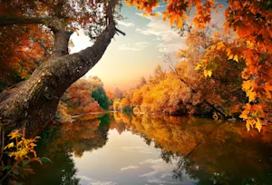 What did the tree say when autumn came around? image