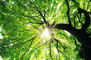 What did the tree say when his kid wanted an expensive toy? image