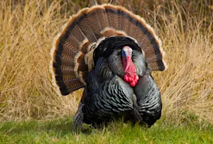 What did the turkey say before Thanksgiving dinner? image