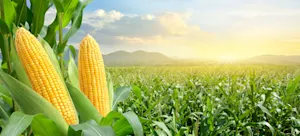 What did the two corncobs say to each other on January 1st? image