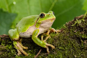 What did the waiter ask the frog? image