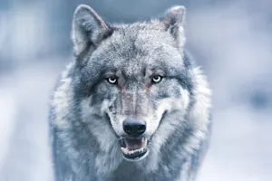 What did the wolf say to the flea? image