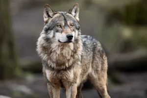 What did the wolf say when it stubbed its toe? image