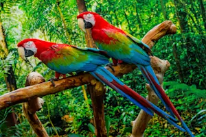 What do birds say to encourage each other? image