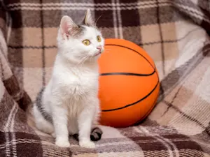 What do cats say when their basketball shot misses the basket? image
