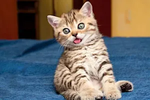 What do cats use to take notes in meetings? image