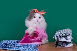 What do cats wear to work? image