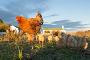 What do chicken families do on Saturday afternoon? image