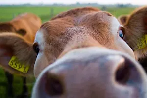 What do cows like to dance to? image