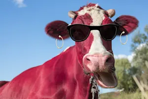 What do cows say on NYE? image
