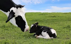 What do cows say when their children whine over nothing? image