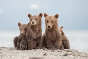 What do cubs eat when their mom is out of town? image