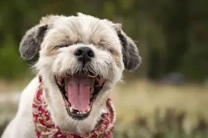 What do dogs say to each other when they sneeze? image