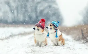 What do dogs wear on their ears when it's cold outside? image