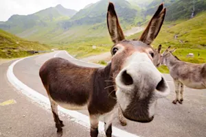 What do donkeys take to go to the store? image