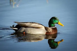 What do ducks get after they eat? image